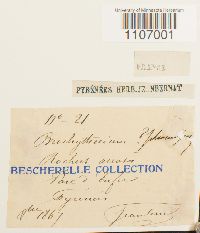 Brachythecium plumosum image