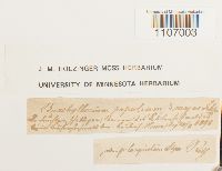 Brachythecium populeum image