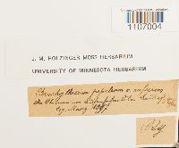 Brachythecium populeum image