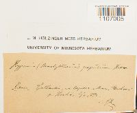 Brachythecium populeum image