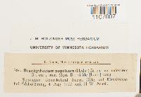 Brachythecium populeum image