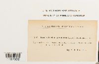 Brachythecium populeum image