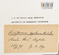 Brachythecium populeum image