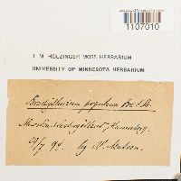 Brachythecium populeum image