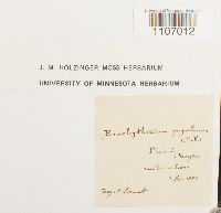 Brachythecium populeum image