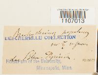 Brachythecium populeum image