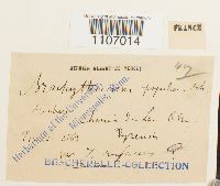 Brachythecium populeum image