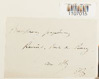 Brachythecium populeum image