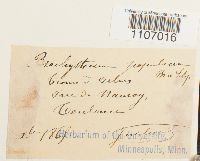 Brachythecium populeum image