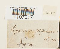 Brachythecium populeum image