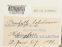 Brachythecium populeum image