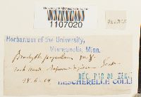 Brachythecium populeum image