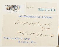 Brachythecium populeum image