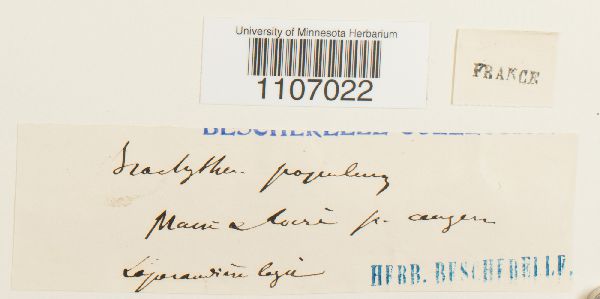 Brachythecium populeum image