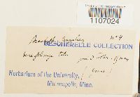 Brachythecium populeum image