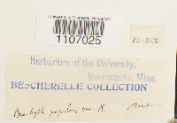 Brachythecium populeum image