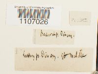 Brachythecium populeum image