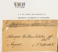 Brachythecium reflexum image