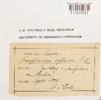 Brachythecium reflexum image