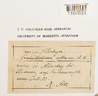 Brachythecium reflexum image