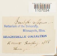 Brachythecium reflexum image
