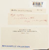 Brachythecium reflexum image