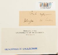 Brachythecium reflexum image