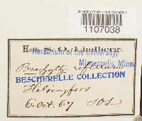 Brachythecium reflexum image