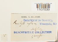 Brachythecium reflexum image