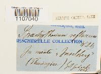 Brachythecium reflexum image