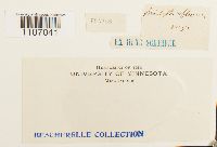 Brachythecium reflexum image