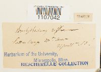 Brachythecium reflexum image