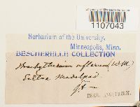 Brachythecium reflexum image