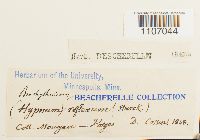 Brachythecium reflexum image