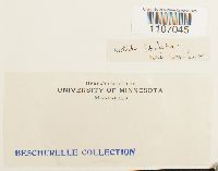 Brachythecium reflexum image