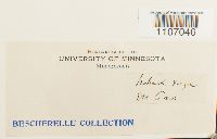 Brachythecium reflexum image