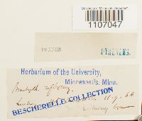 Brachythecium reflexum image