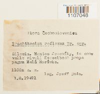 Brachythecium reflexum image