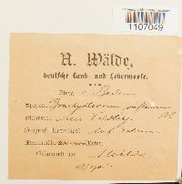 Brachythecium reflexum image