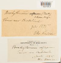 Brachythecium reflexum image