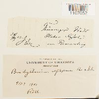 Brachythecium reflexum image