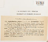 Brachythecium rivulare image