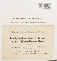 Media resource of Brachythecium rivulare