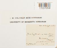 Brachythecium rivulare image