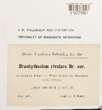 Brachythecium rivulare image