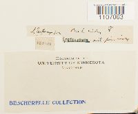 Brachythecium rivulare image