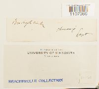 Brachythecium rivulare image