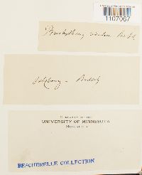 Brachythecium rivulare image