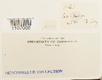 Brachythecium rivulare image