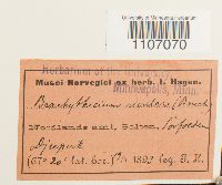 Brachythecium rivulare image